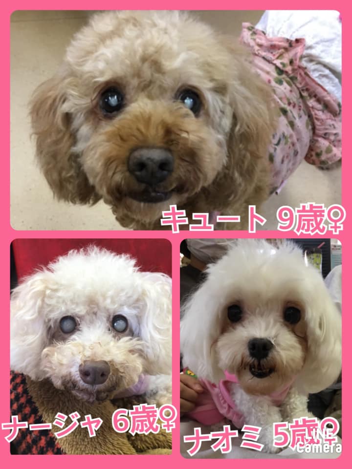 🐾今日の里親様募集中ワンコ🐶＆ニャンコ🐱メンバーです🐾2021,5,27